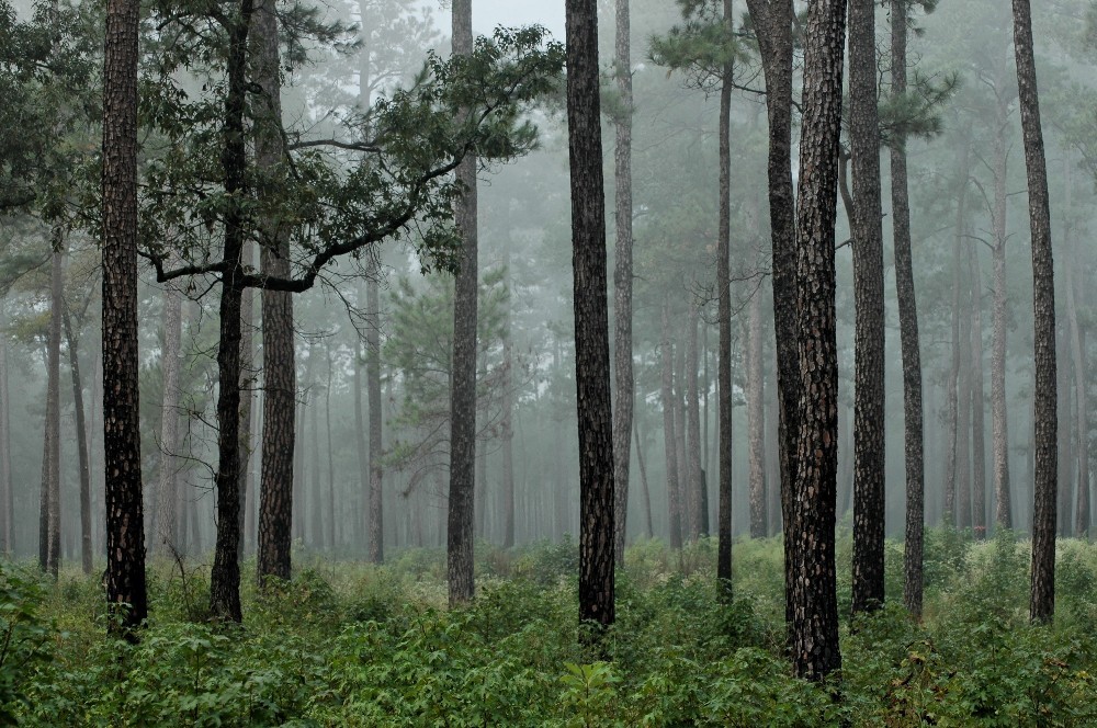 FOG SETTING IN A PINE FOREST